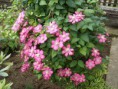 /album/nase-predzahradky/clematis-ozdoba-zahradky-jpg/